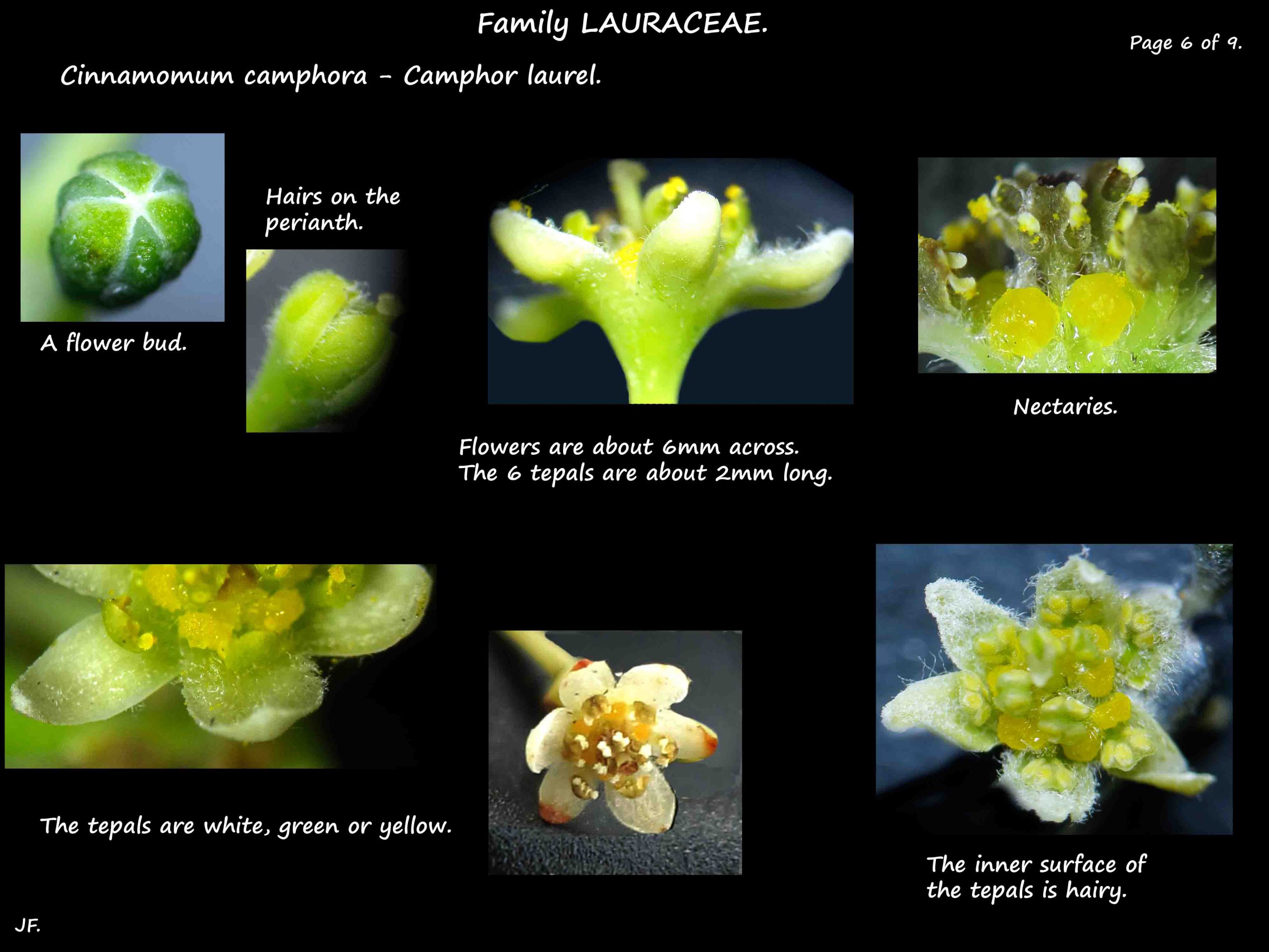 6 Camphor laurel flowers